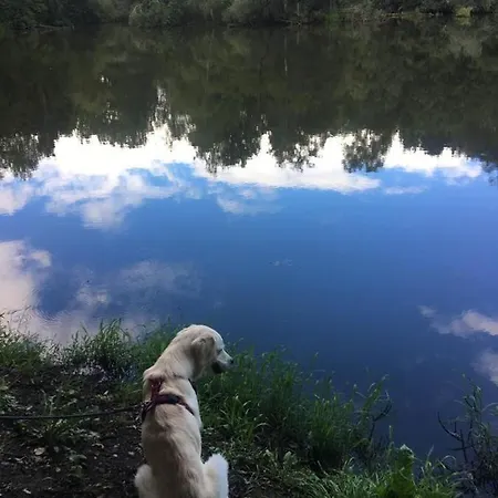Millies Hosting - Familienurlaub Mit Hund In Kaernten *