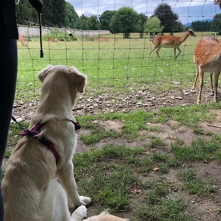 Millies Hosting - Familienurlaub Mit Hund In Kaernten