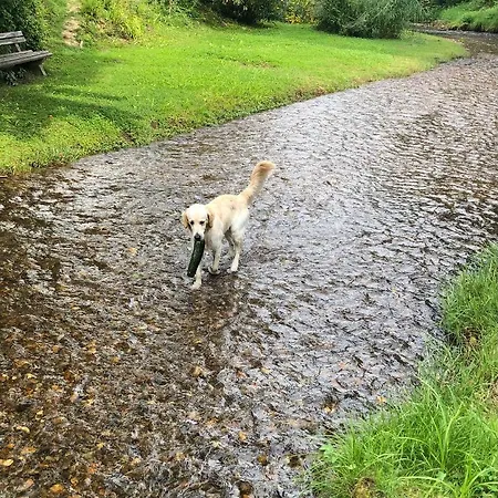 Millies Hosting - Familienurlaub Mit Hund In Kaernten דירה