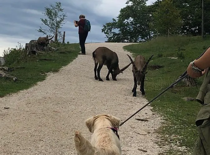 Millies Hosting - Familienurlaub Mit Hund In Kärnten Apartment Sankt Paul im Lavanttal