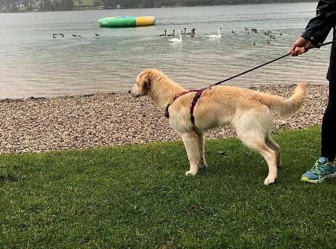 Apartment Millies Hosting - Familienurlaub Mit Hund In Kärnten Sankt Paul im Lavanttal