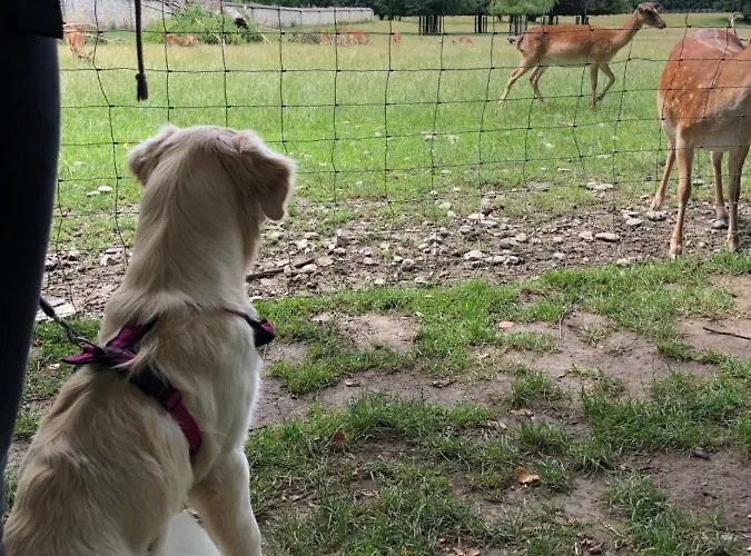 Millies Hosting - Familienurlaub Mit Hund In Kaernten