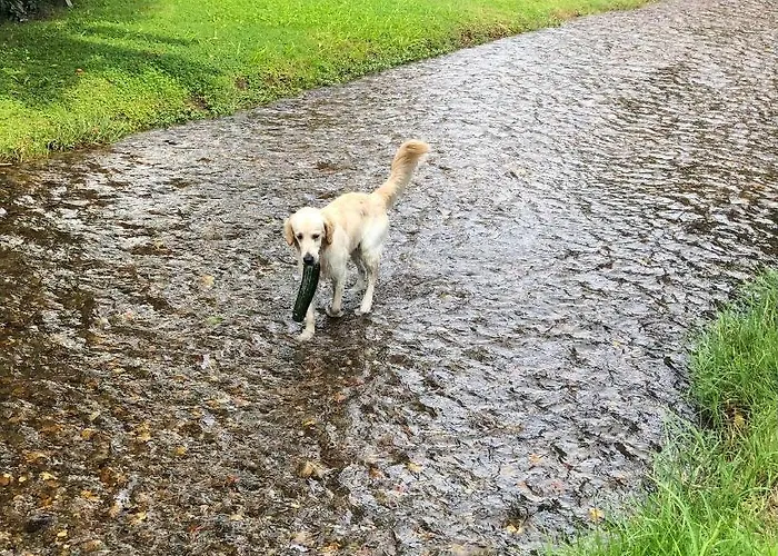 Millies Hosting - Familienurlaub Mit Hund In Kaernten Lägenhet